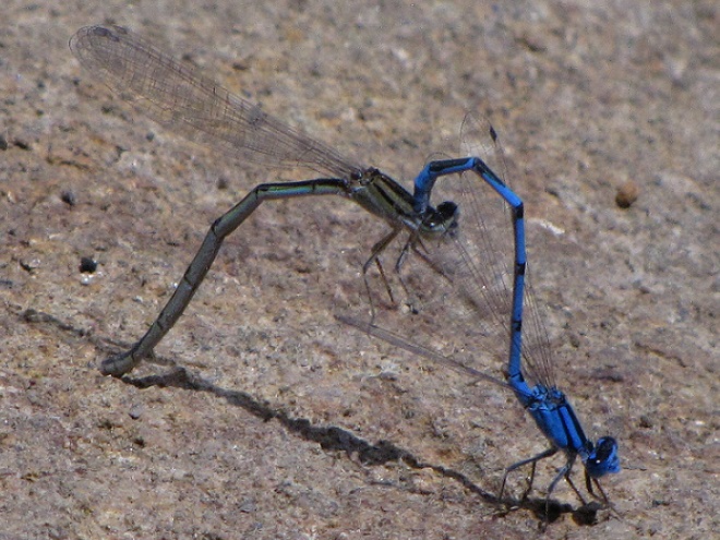 Damselflies and Dragonflies of the Lower Susquehanna River Watershed: Familiar Bluet