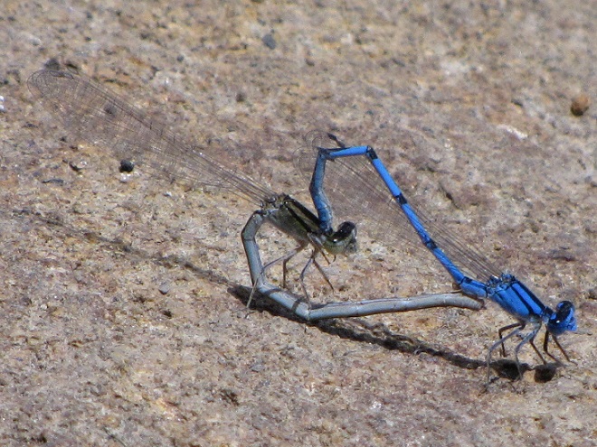Damselflies and Dragonflies of the Lower Susquehanna River Watershed: Familiar Bluet