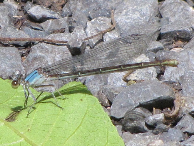 Damselflies and Dragonflies of the Lower Susquehanna River Watershed: Powdered Dancer