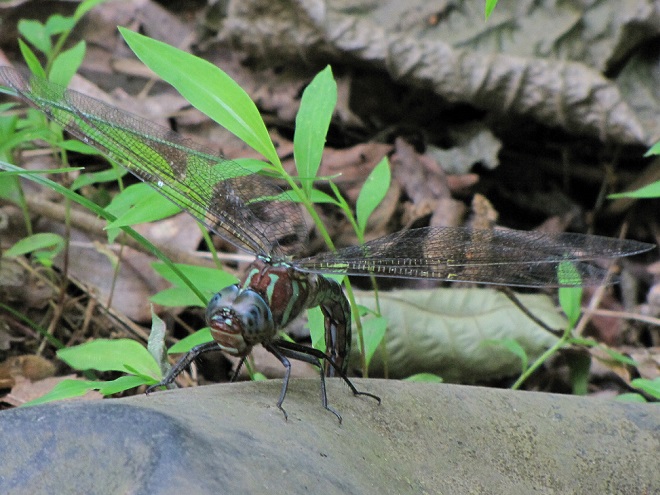 Damselflies and Dragonflies of the Lower Susquehanna River Watershed: Swamp Darner