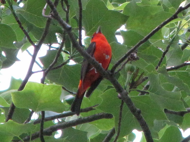 Birds of Conewago Falls in the Lower Susquehanna River Watershed: male Scarlet Tanager