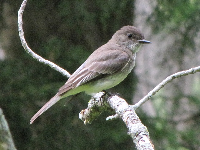 Birds of Conewago Falls in the Lower Susquehanna River Watershed: Eastern Phoebe