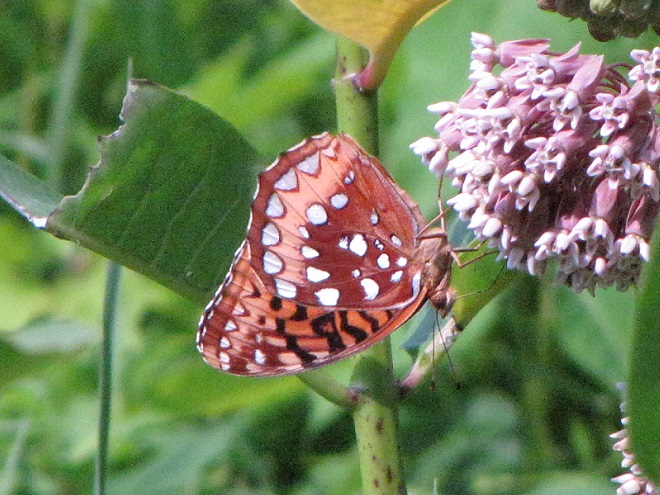 Butterflies of the Lower Susquehanna River Watershed: Great Spangled Fritillary
