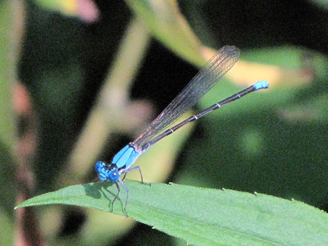 Damselflies and Dragonflies of the Lower Susquehanna River Watershed: Blue-fronted Dancer