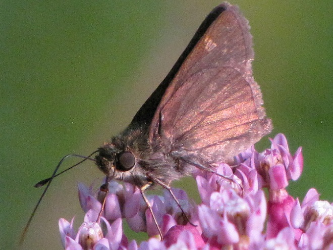 Butterflies of the Lower Susquehanna River Watershed: Little Glassywing