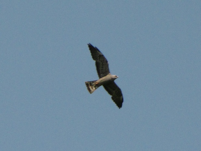 Raptor Identification: Mississippi Kite