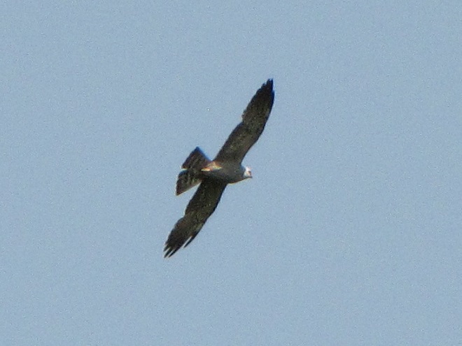 Raptor Identification: Mississippi Kite