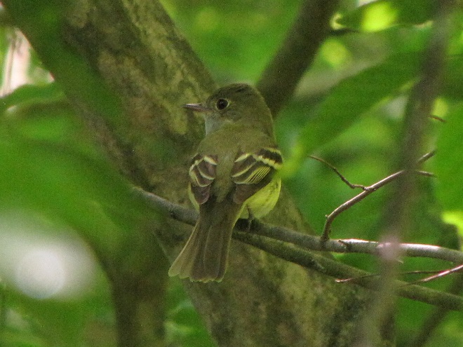 Birds of Conewago Falls in the Lower Susquehanna River Watershed: Acadian Flycatcher