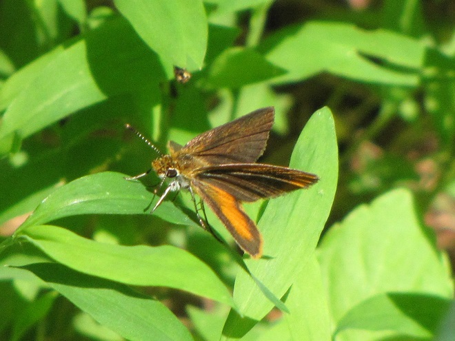 Butterflies of the Lower Susquehanna River Watershed: Least Skipper