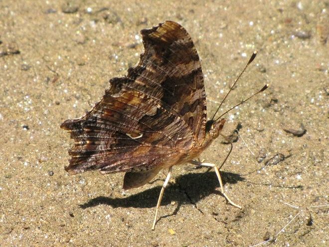 Butterflies of the Lower Susquehanna River Watershed: Eastern Comma