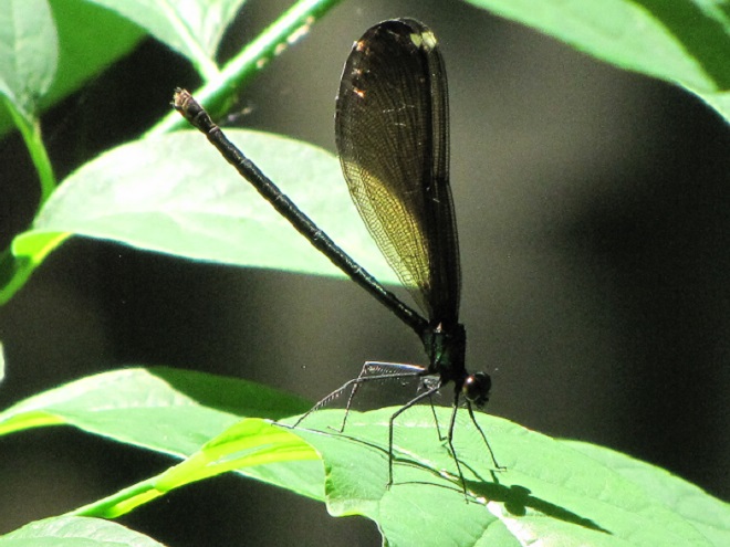 Damselflies and Dragonflies of the Lower Susquehanna River Watershed: Ebony Jewelwing