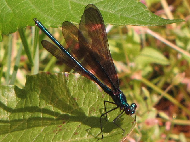 Damselflies and Dragonflies of the Lower Susquehanna River Watershed: Ebony Jewelwing