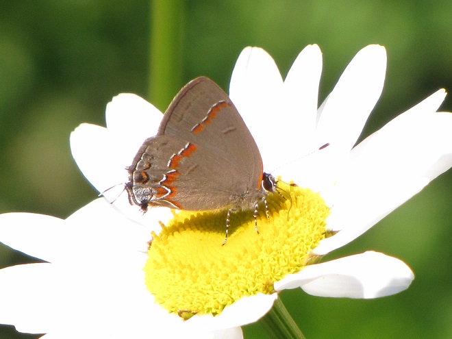 Butterflies of the Lower Susquehanna River Watershed: Red-banded Hairstreak