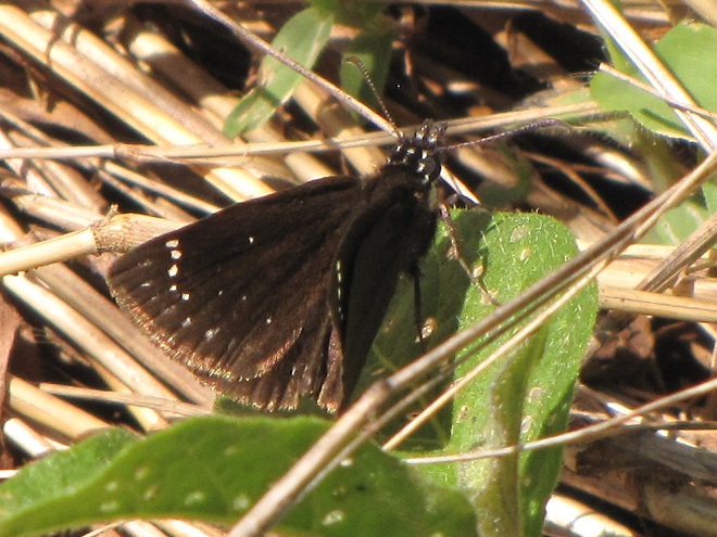 Butterflies of the Lower Susquehanna River Watershed: Common Sootywing