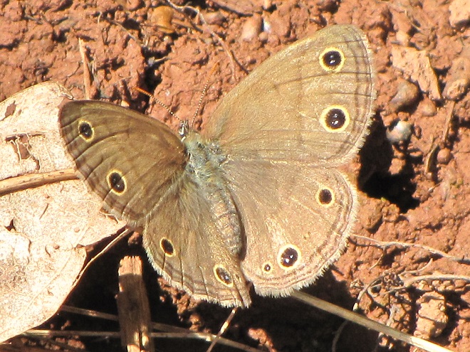 Butterflies of the Lower Susquehanna River Watershed: Little Wood-Satyr