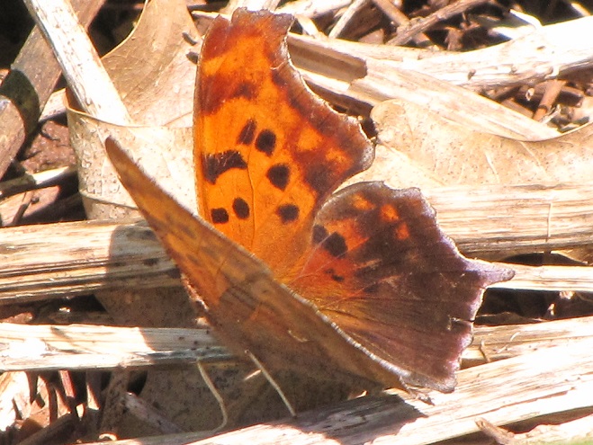 Butterflies of the Lower Susquehanna River Watershed: Question Mark