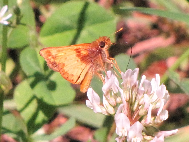 Butterflies of the Lower Susquehanna River Watershed: male Zabulon Skipper