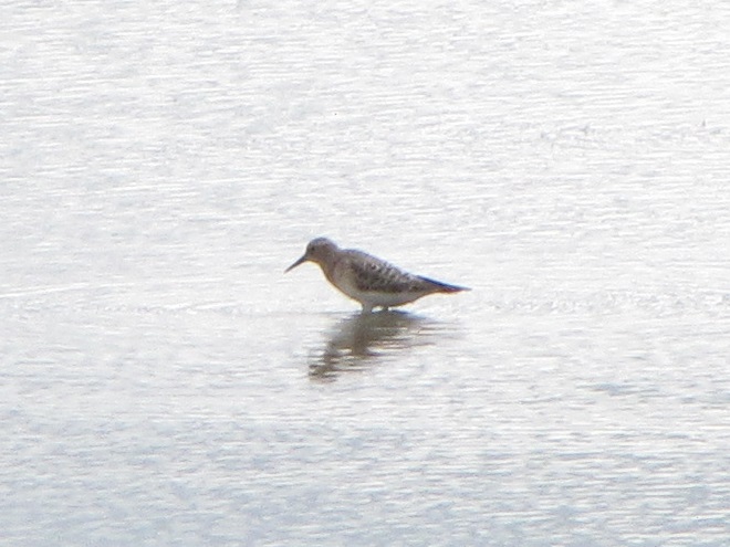 Birds of Conewago Falls in the Lower Susquehanna River Watershed: Baird's Sandpiper