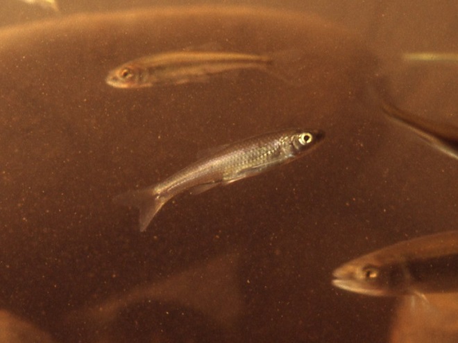 Fishes of the Lower Susquehanna River Watershed: Comely Shiner
