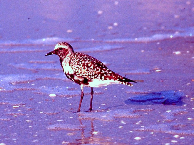 Birds of Conewago Falls in the Lower Susquehanna River Watershed: Black-bellied Plover