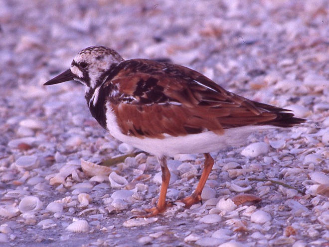 Birds of Conewago Falls in the Lower Susquehanna River Watershed: Ruddy Turnstone