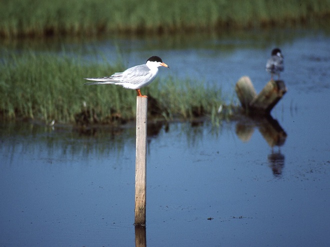 Birds of Conewago Falls in the Lower Susquehanna River Watershed: Forster's Tern