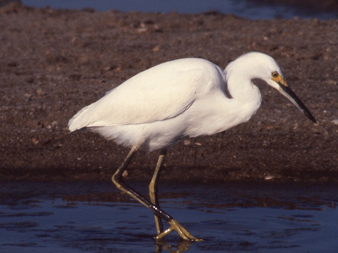 Birds of Conewago Falls in the Lower Susquehanna River Watershed: Snowy Egret
