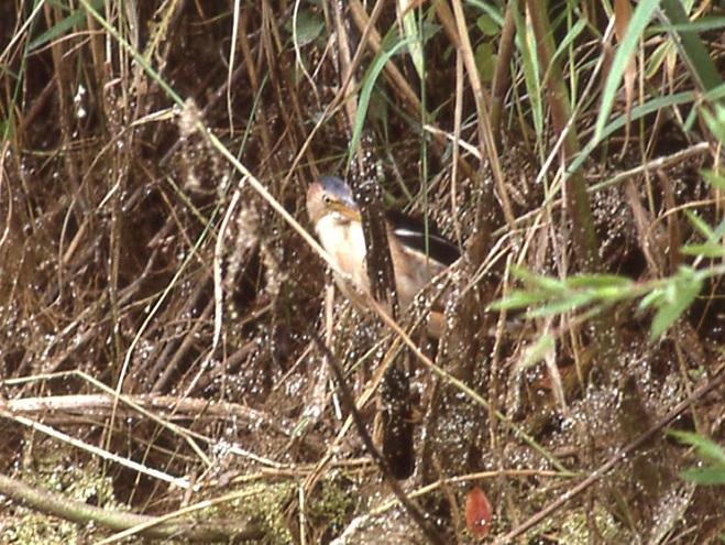 Birds of Conewago Falls in the Lower Susquehanna River Watershed: Least Bittern