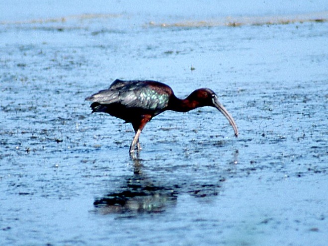 Birds of Conewago Falls in the Lower Susquehanna River Watershed: Glossy Ibis