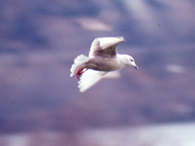 Birds of Conewago Falls in the Lower Susquehanna River Watershed: Iceland Gull