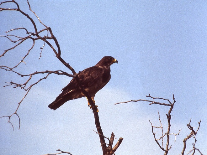 Raptor/Buteo Identification: Swainson's Hawk