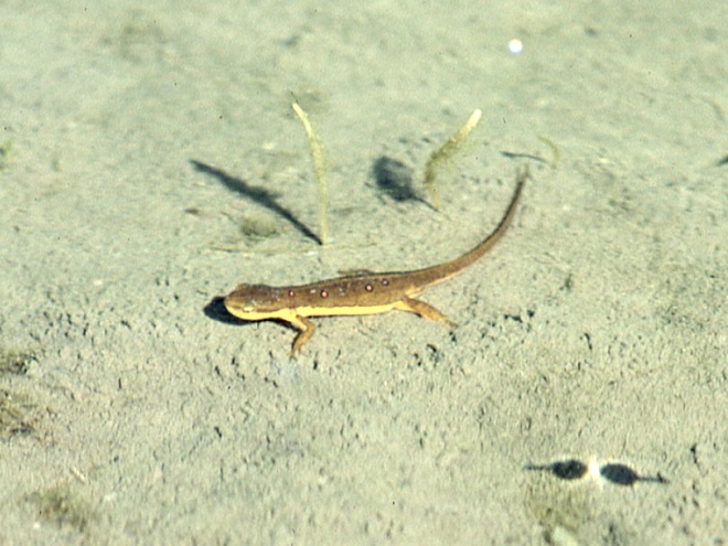 Amphibians of the Lower Susquehanna River Watershed: aquatic stage of Eastern Newt