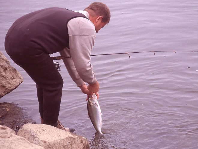 Fishes of the Lower Susquehanna River Watershed: American Shad