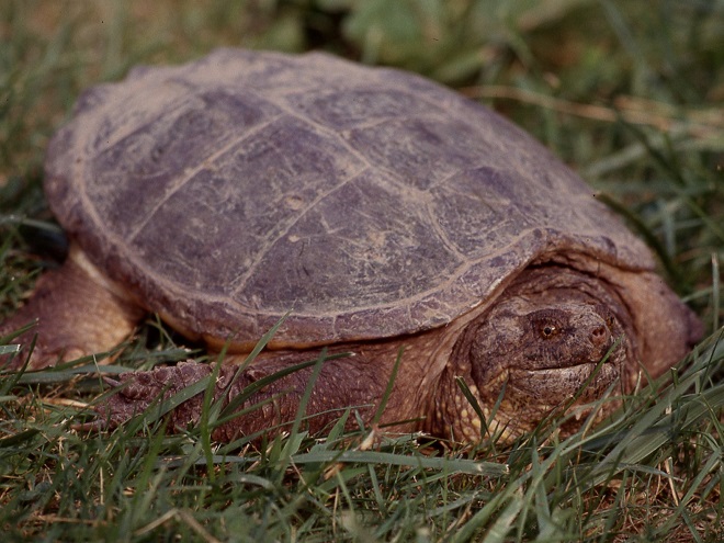 Turtles: Reptiles of the Lower Susquehanna River Watershed: Snapping Turtle
