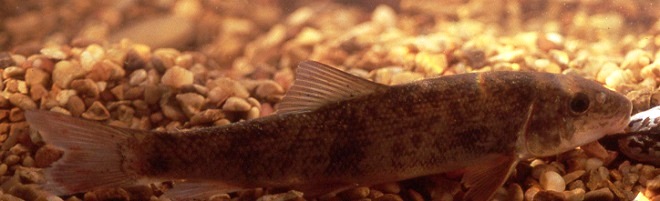 Fishes of the Lower Susquehanna River Watershed: Northern Hog Sucker