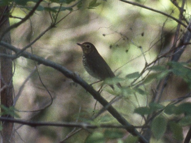 Birds of Conewago Falls in the Lower Susquehanna River Watershed: Swainson's Thrush