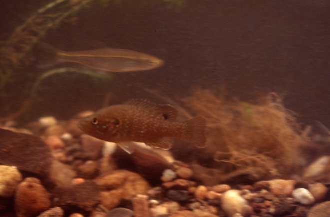 Fishes of the Lower Susquehanna River Watershed: "Hybrid Sunfish"
