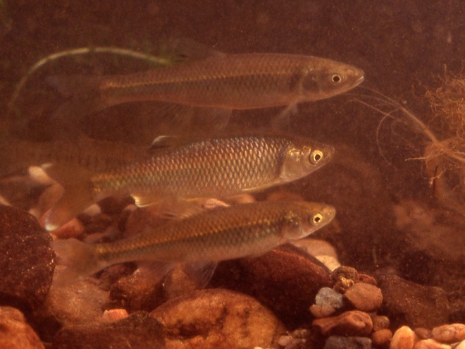 Fishes of the Lower Susquehanna River Watershed: Satinfin/Spotfin Shiners