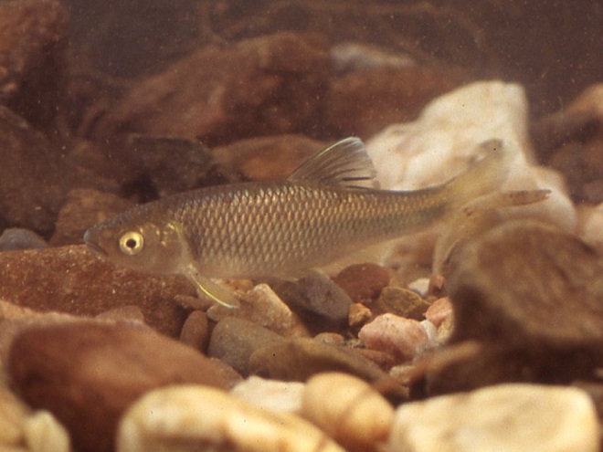 Fishes of the Lower Susquehanna River Watershed: Satinfin? Shiner