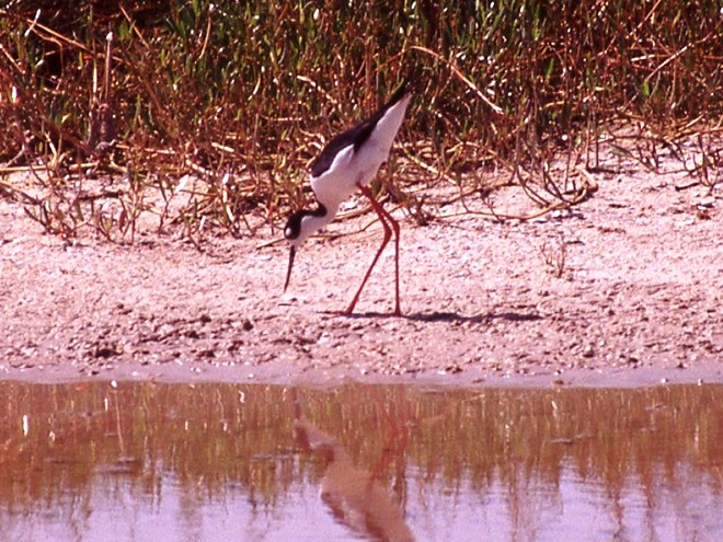 Birds of Conewago Falls in the Lower Susquehanna River Watershed: Black-necked Stilt