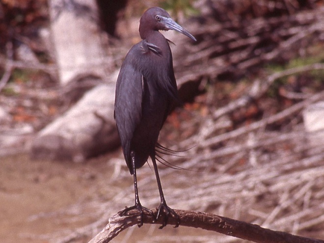 Birds of Conewago Falls in the Lower Susquehanna River Watershed: Little Blue Heron