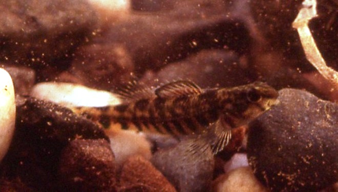 Fishes of the Lower Susquehanna River Watershed: Banded Darter