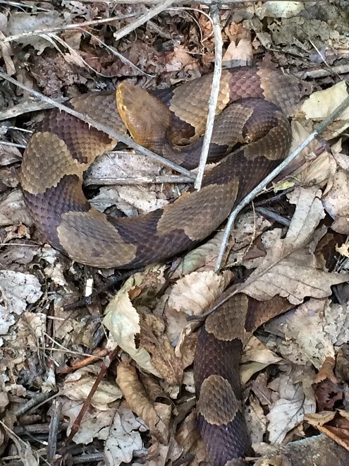 Snakes: Reptiles of the Lower Susquehanna River Watershed: Eastern Copperhead