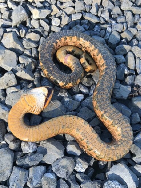 Snakes: Reptiles of the Lower Susquehanna River Watershed: Eastern Hog-nosed Snake feigning death
