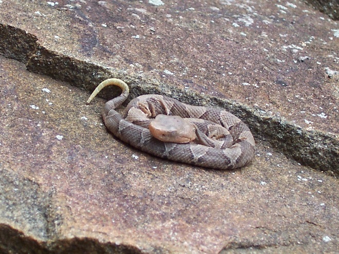 Snakes: Reptiles of the Lower Susquehanna River Watershed: juvenile Eastern Copperhead