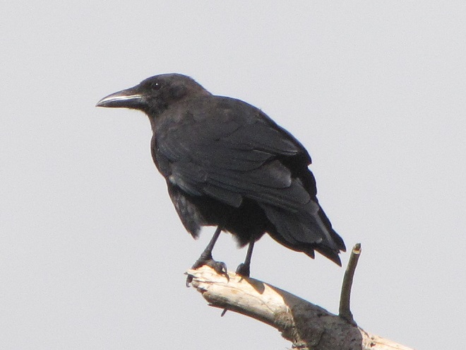 Birds of Conewago Falls in the Lower Susquehanna River Watershed: American Crow
