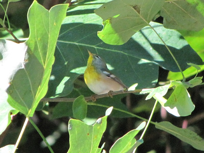 Birds of Conewago Falls in the Lower Susquehanna River Watershed: adult female Northern Parula