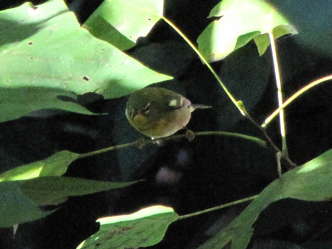 Birds of Conewago Falls in the Lower Susquehanna River Watershed: juvenile Northern Parula
