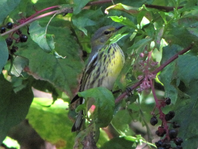 Birds of Conewago Falls in the Lower Susquehanna River Watershed: Cape May Warbler