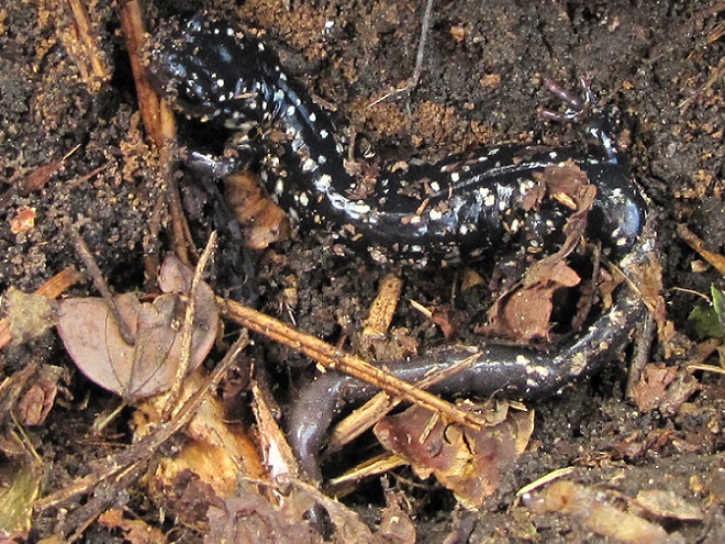 Amphibians of the Lower Susquehanna River Watershed: Northern Slimy Salamander